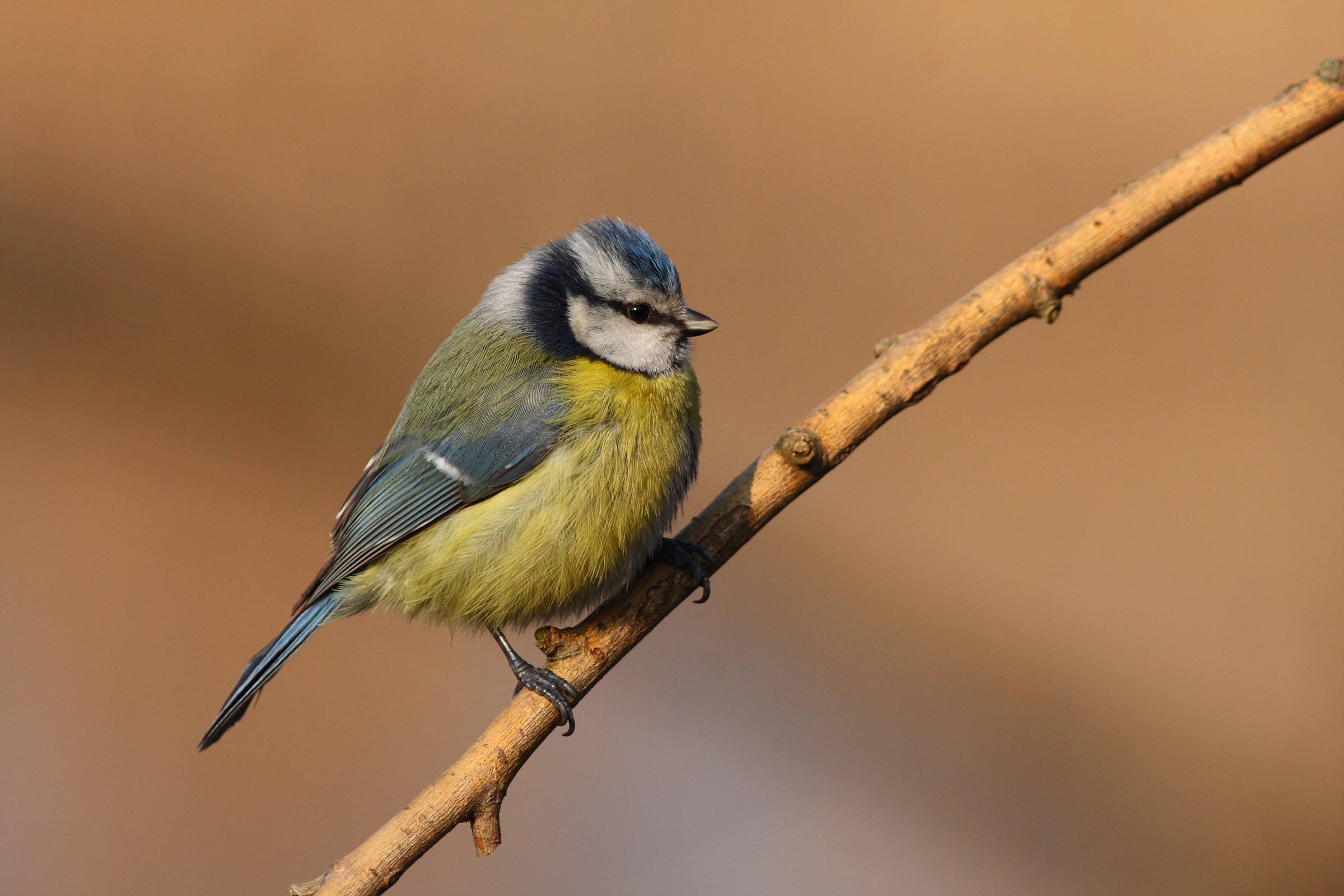 Cinciarella Arruffata