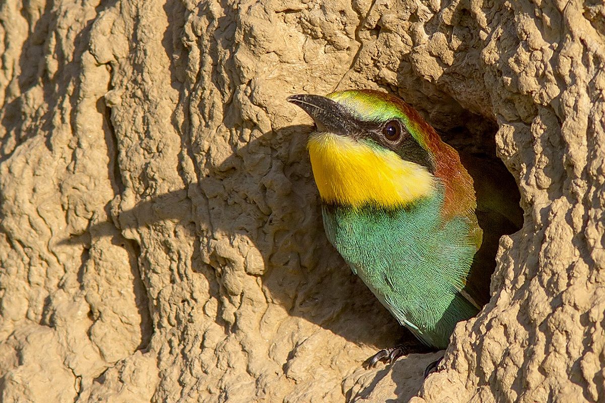 piccolo in attesa del genitore per il pasto