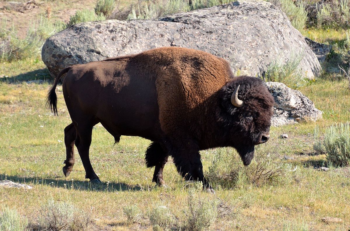 bisonte a passeggio