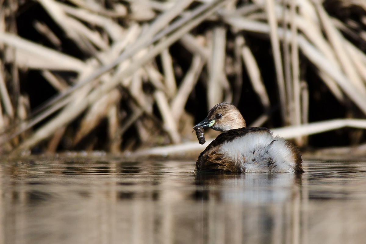 Little Grebe