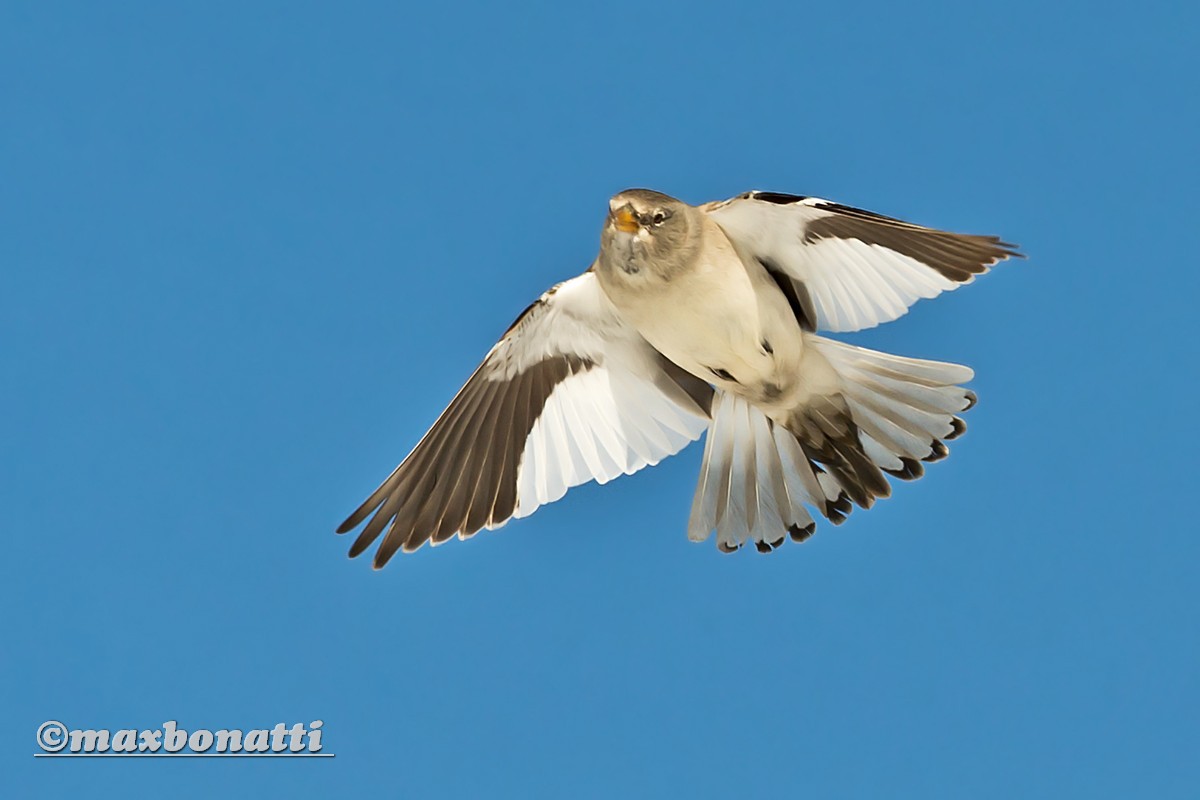 Snow Bunting (Plectrophenax nivalis)