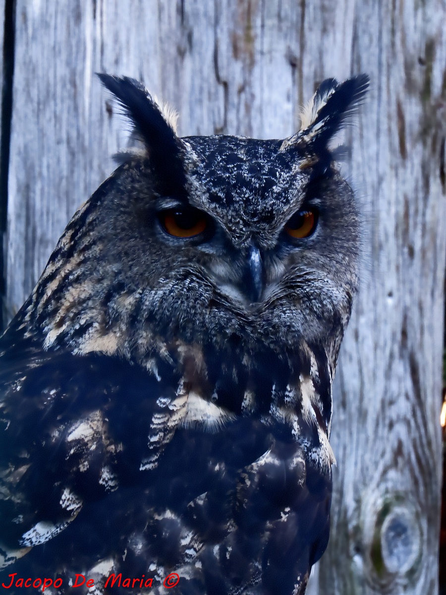 Gufo reale...