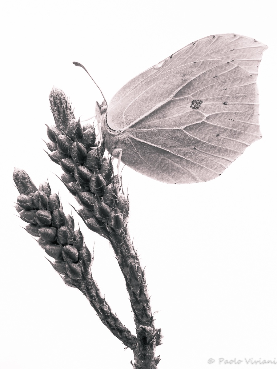 Cedronella black and white