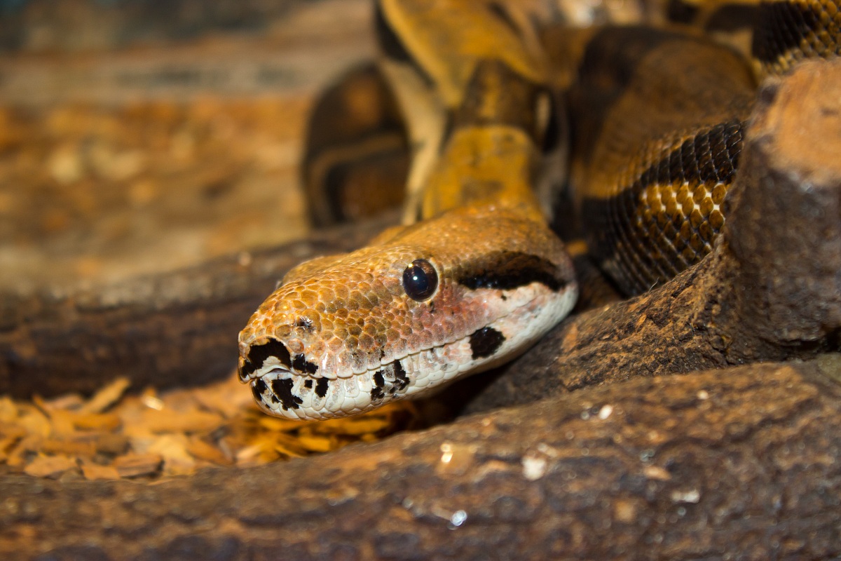 Boa constrictor