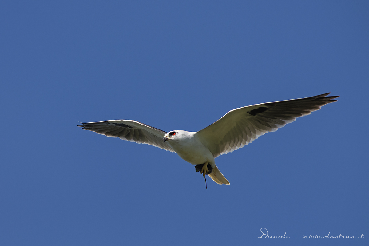 Black shouldered kite con preda