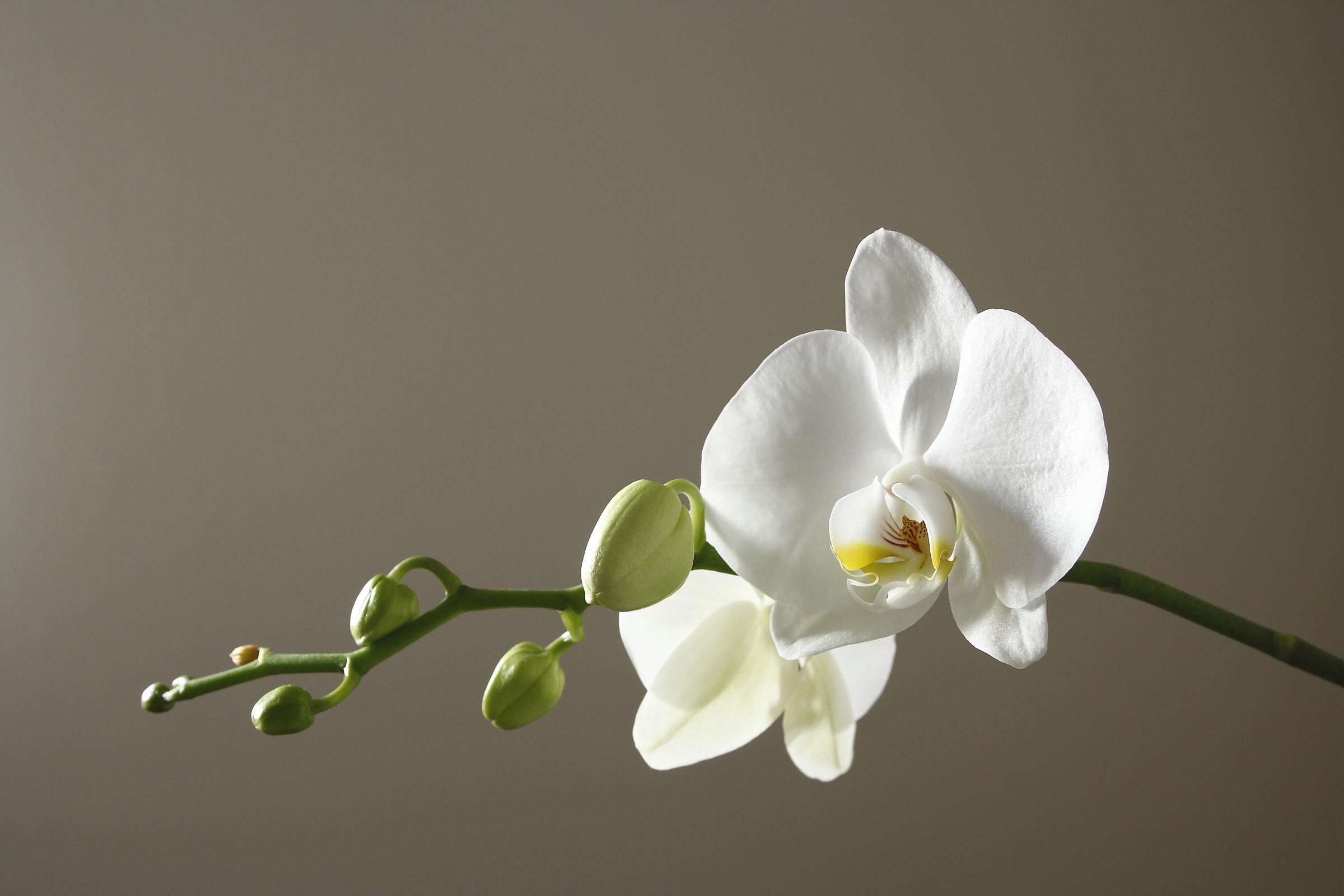 orchid 1