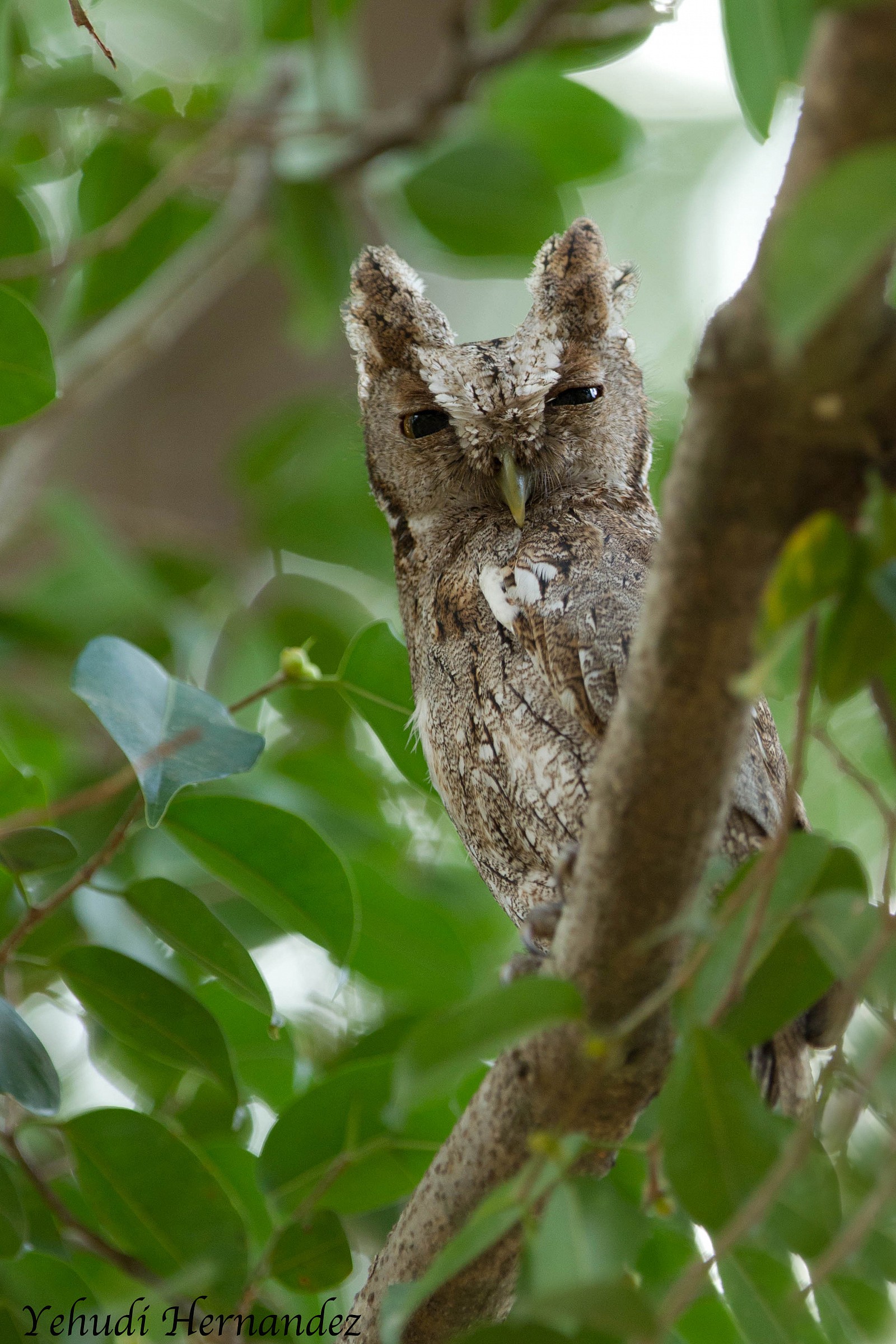 Tropical Screech Owl