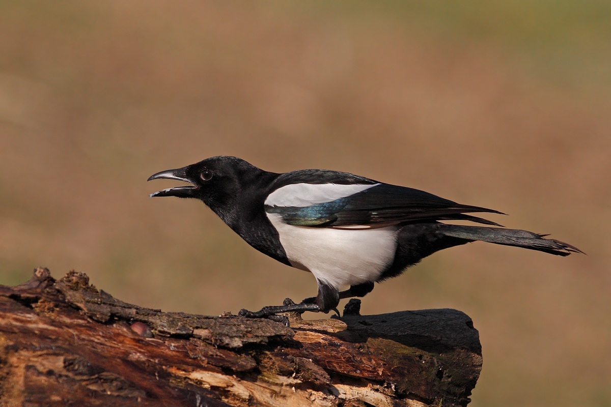 Sembled I fill them with a click