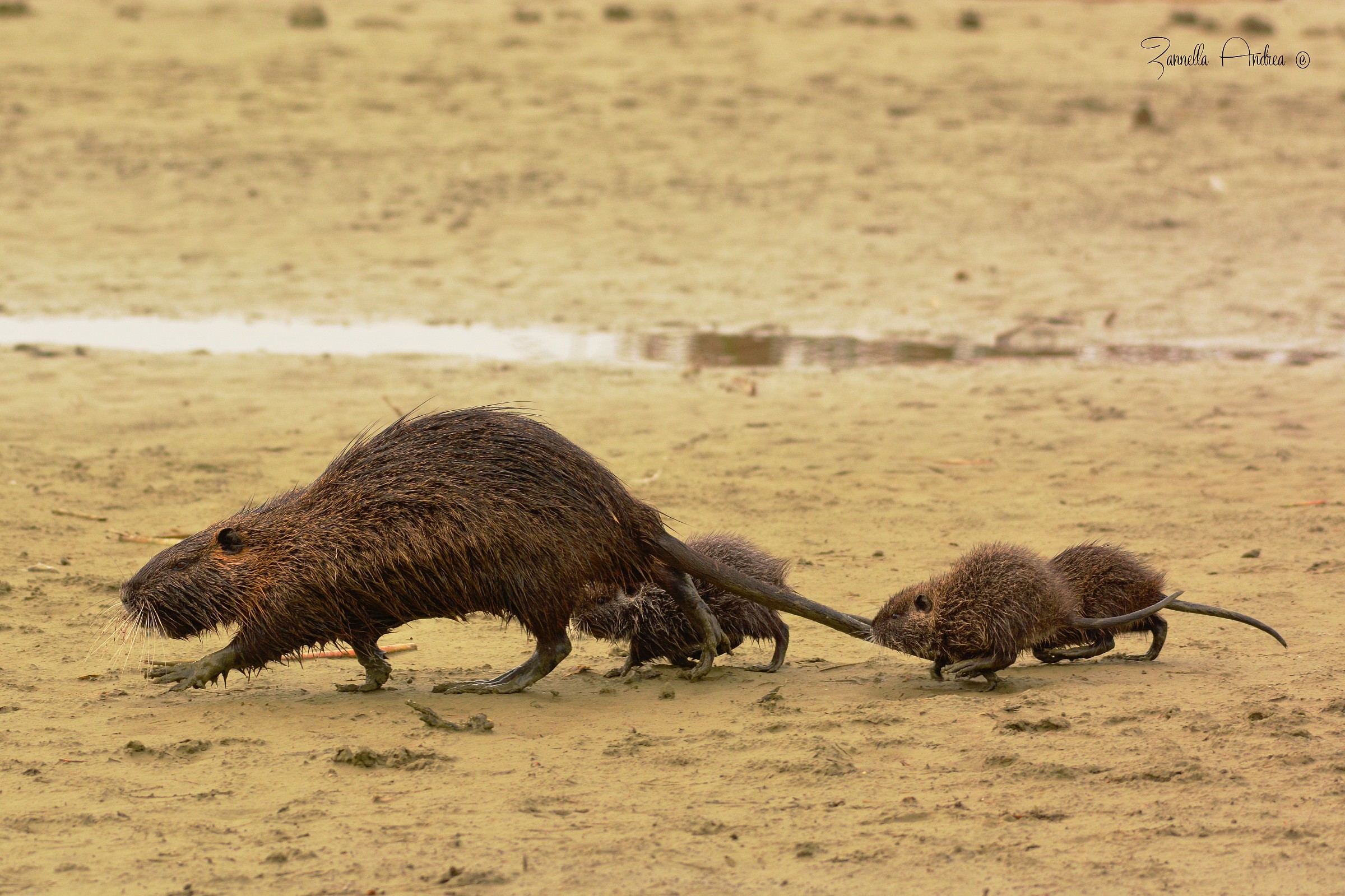 Mom nutria ..