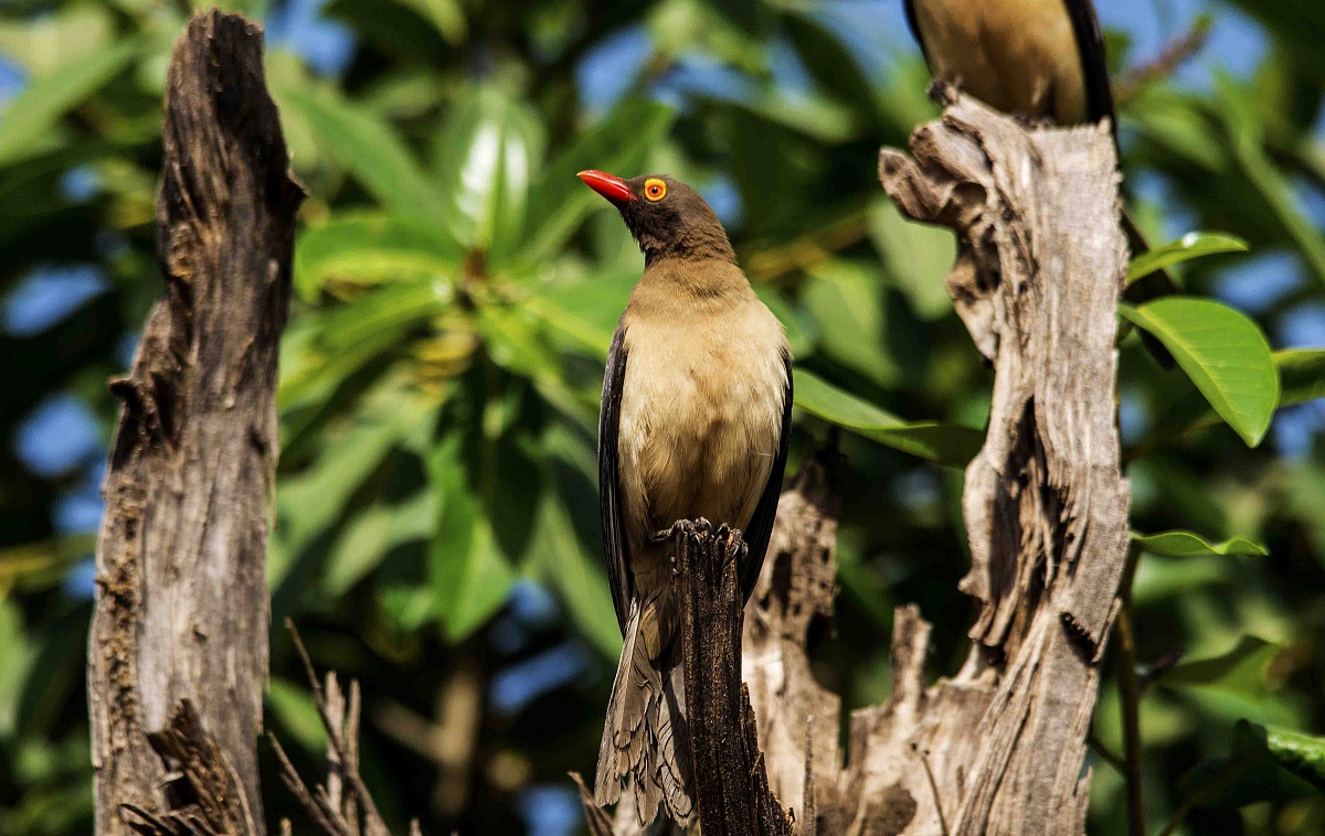 Yellow-billed Oxpecker