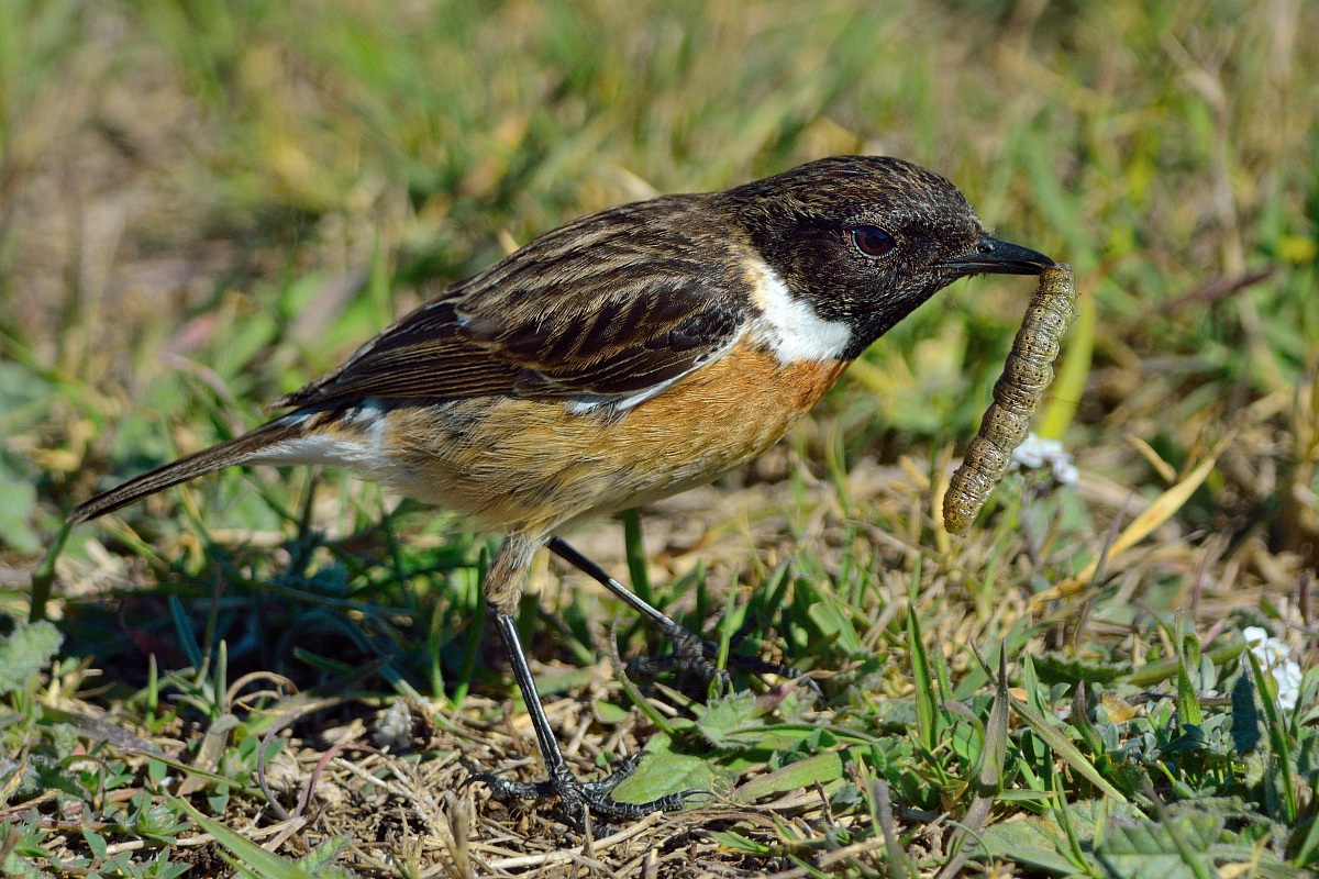 Stonechat with tasty morsel