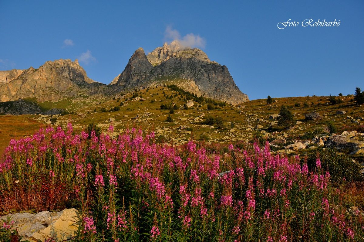 Fioritura di Epilobium.....