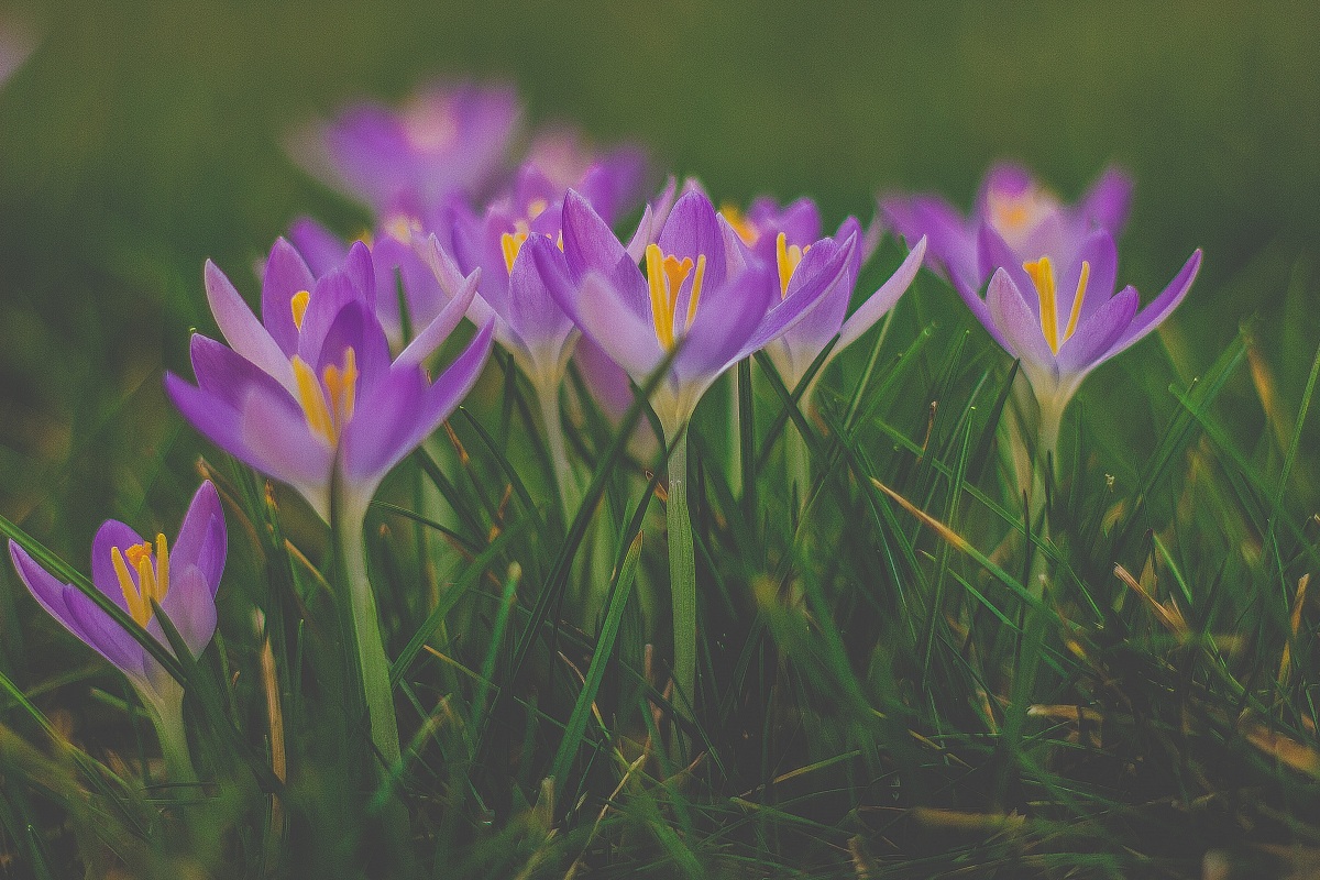 the arrival of spring