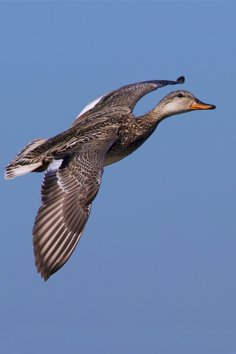 Gadwall in flight - vertical crop