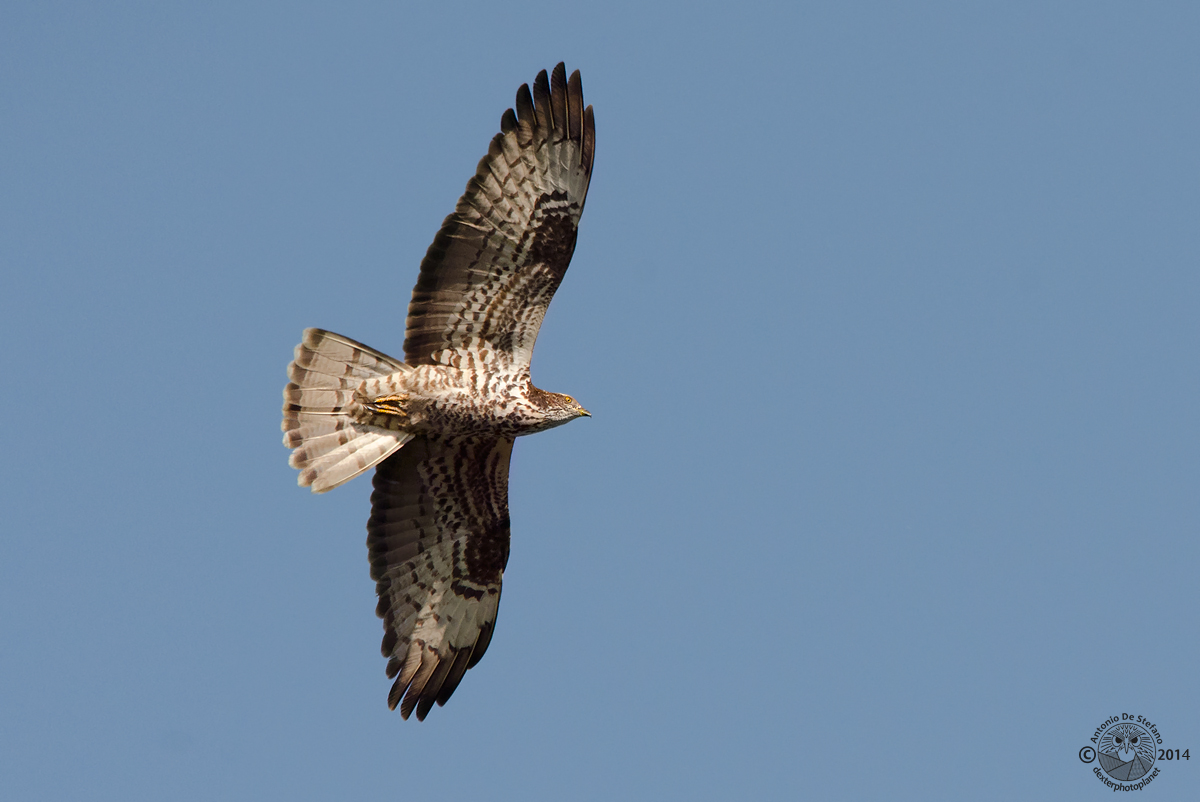 L'inconfondibile sagoma del Pecchia