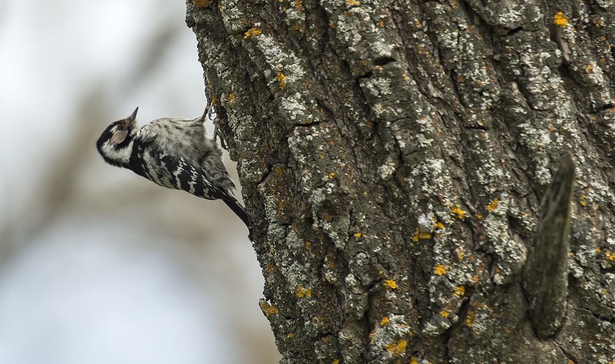 femmina di rosso minore
