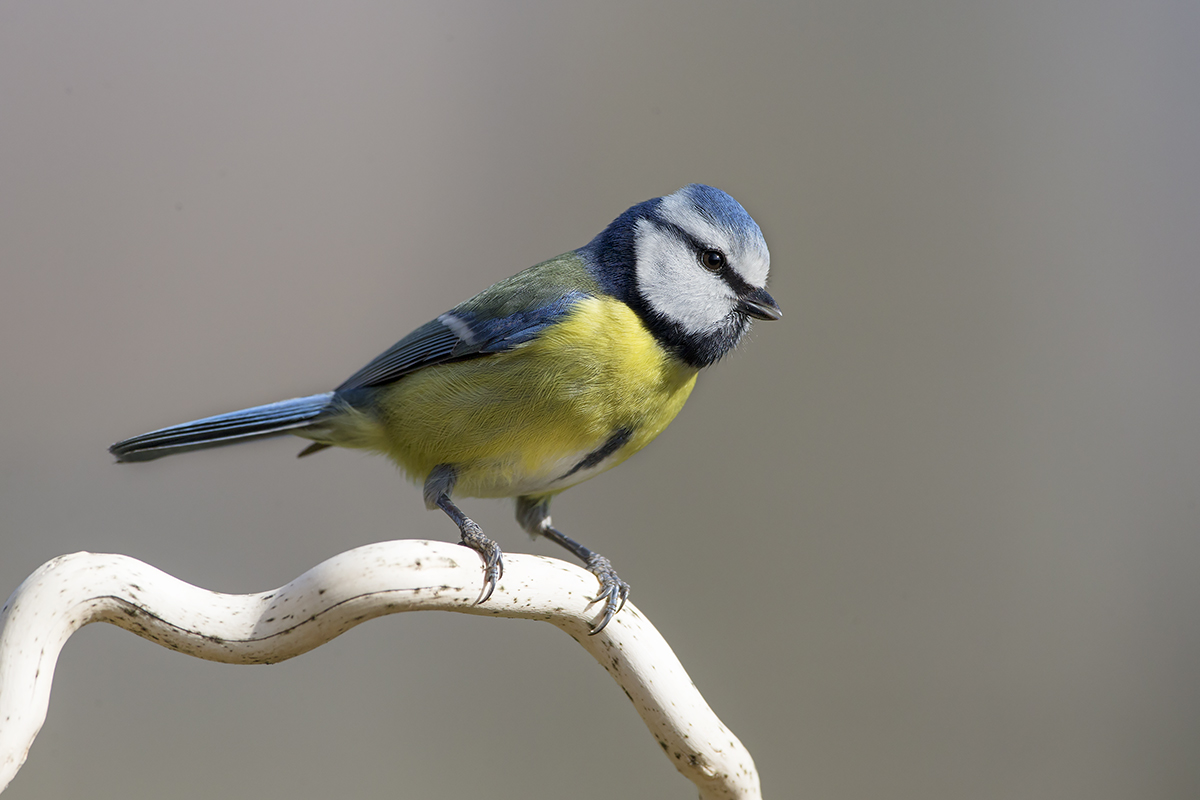 cinciarella alla minima di maf