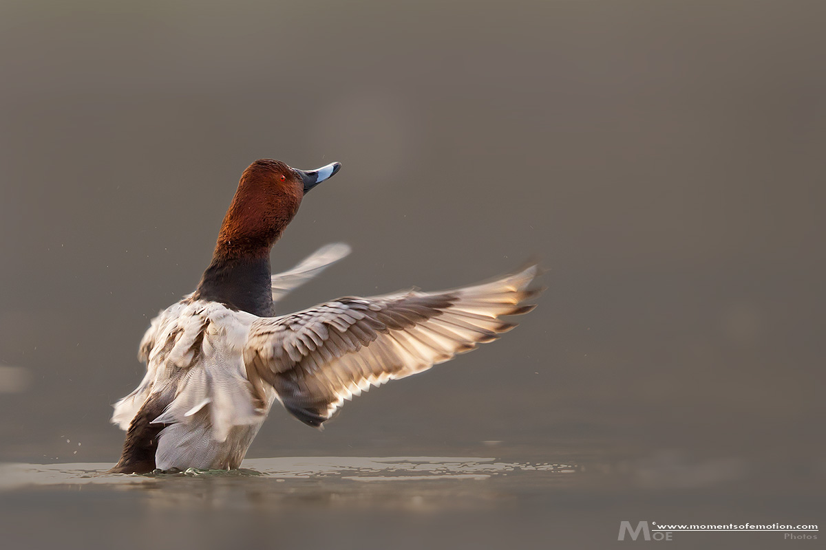 L'ultimo raggio di luce