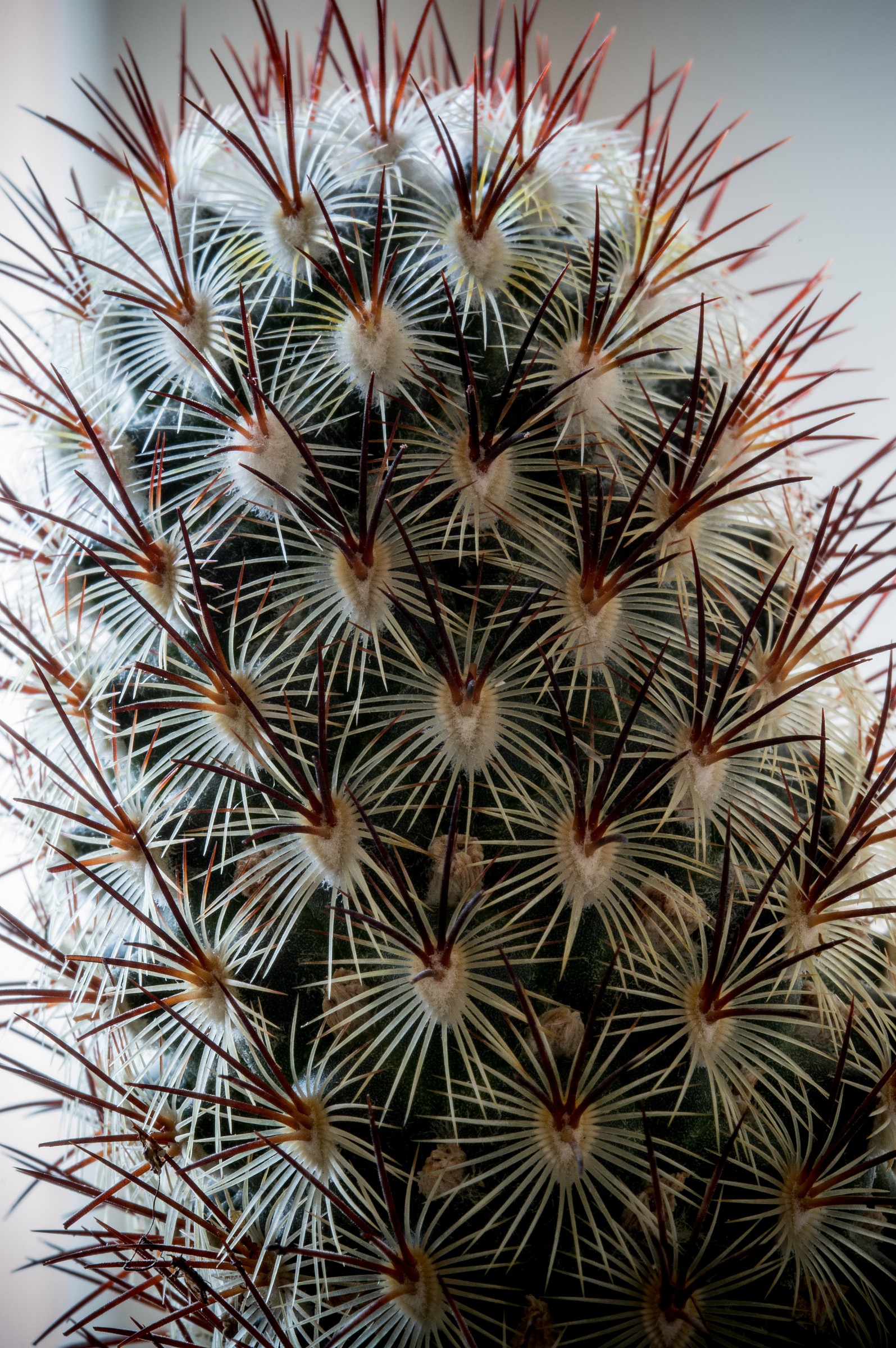 Intreccio pericoloso