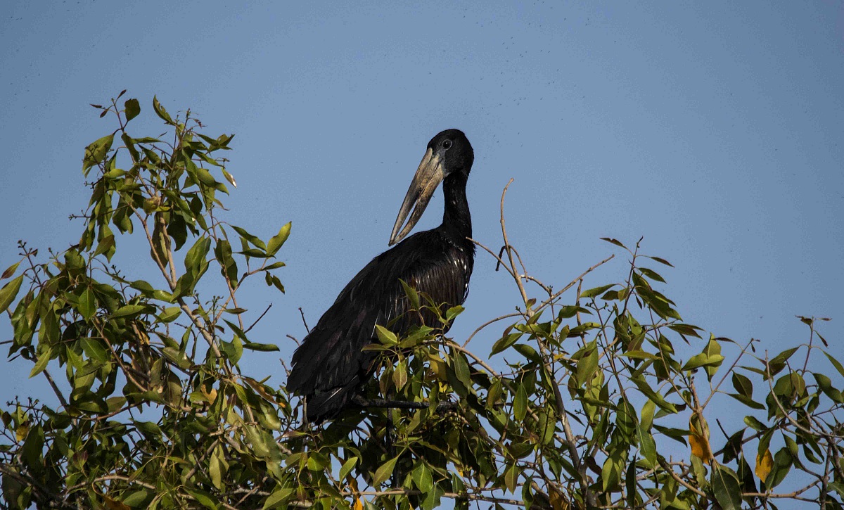Anastomus lamelligerus