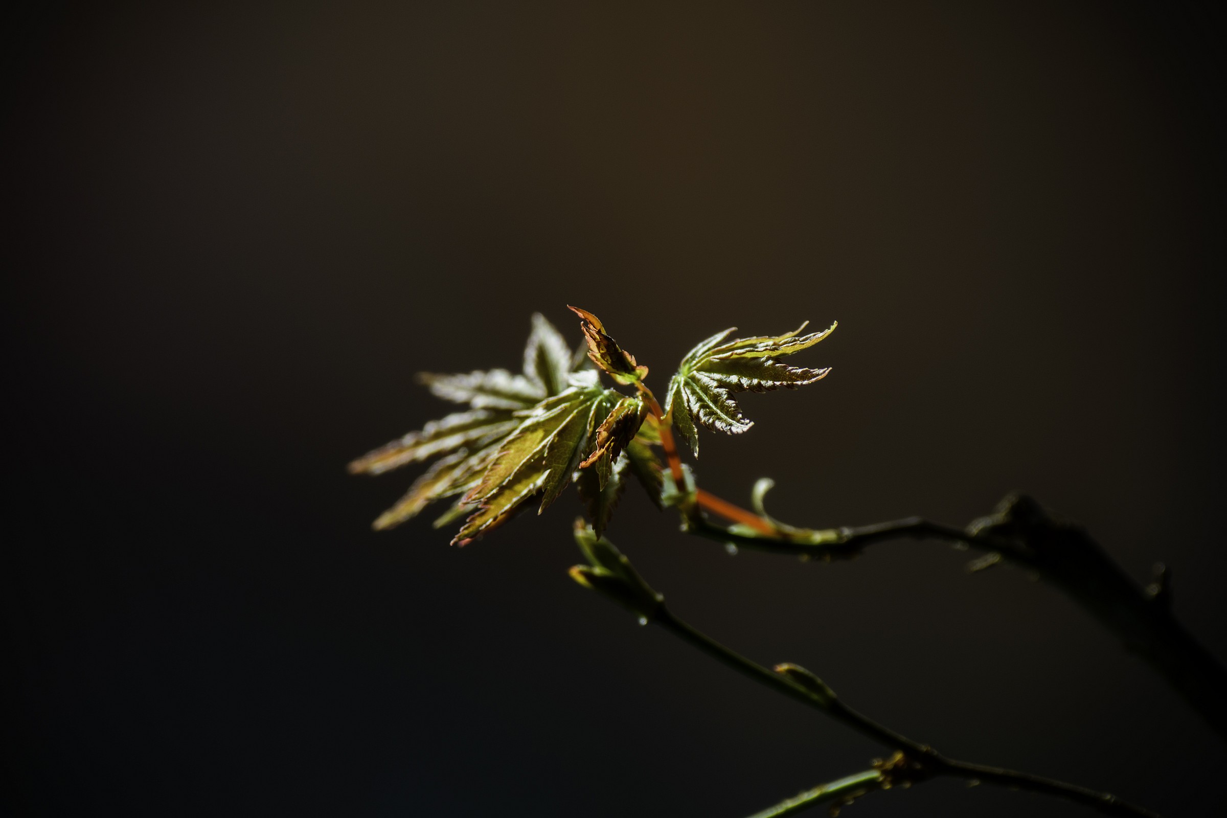 Peep the first golden