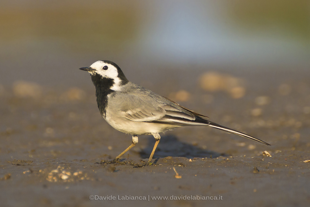white wagtail