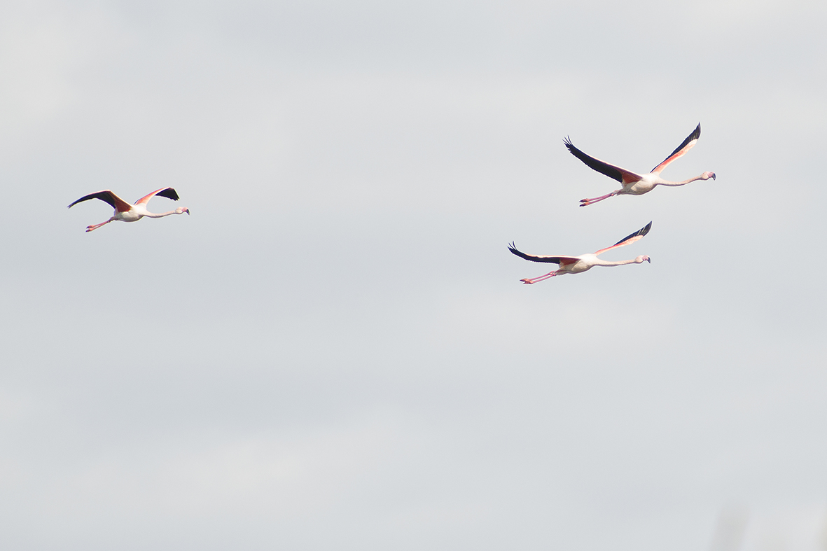 Flamingos in flight