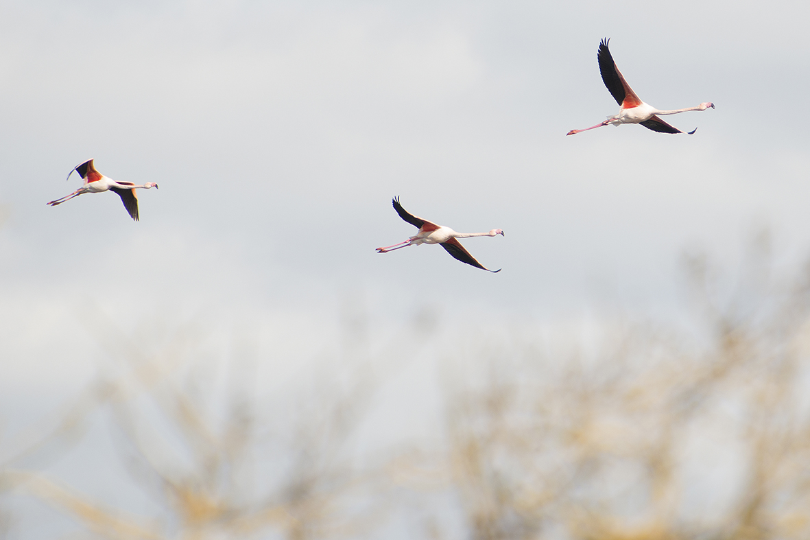 Flamingos in flight