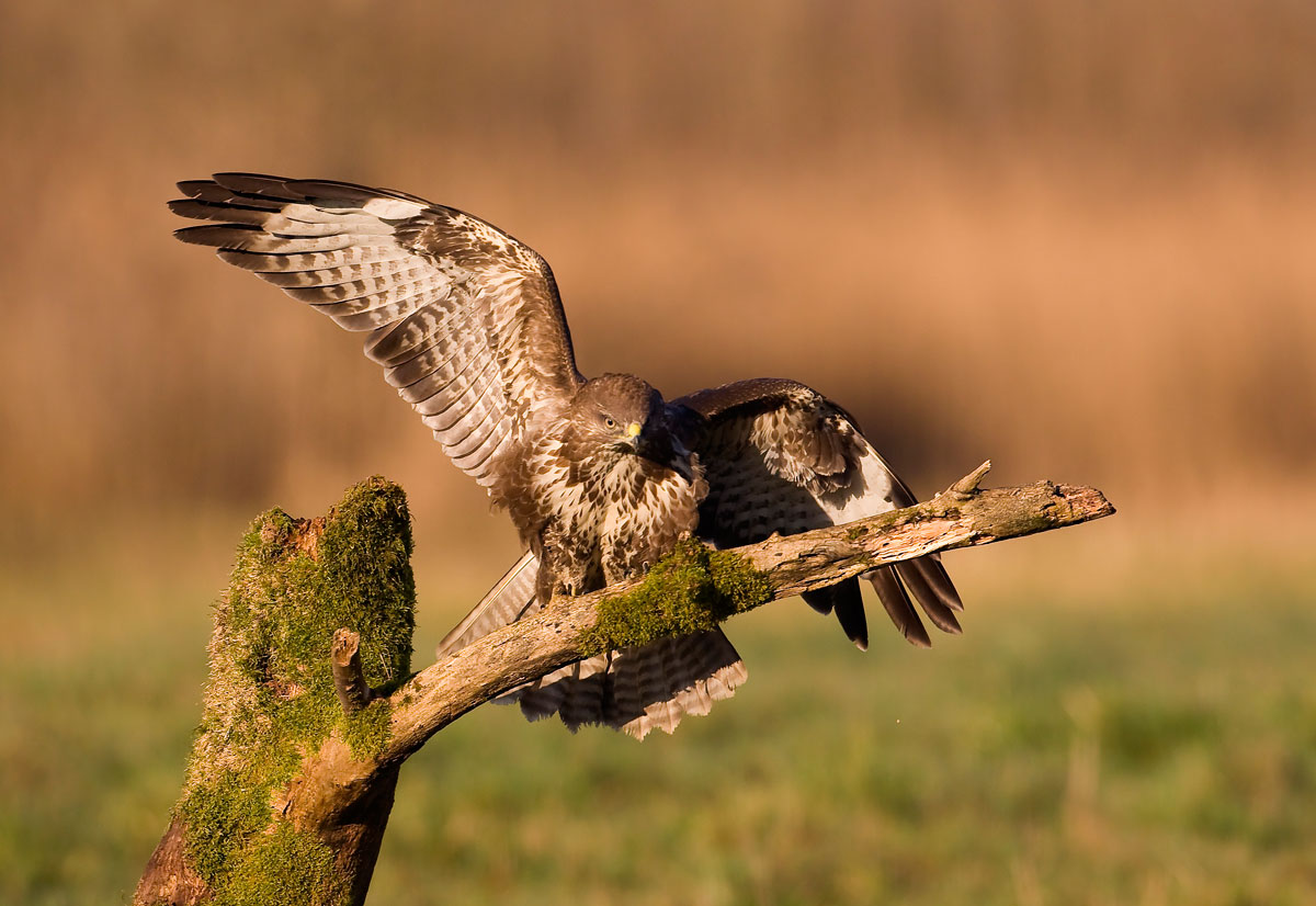 Buzzard
