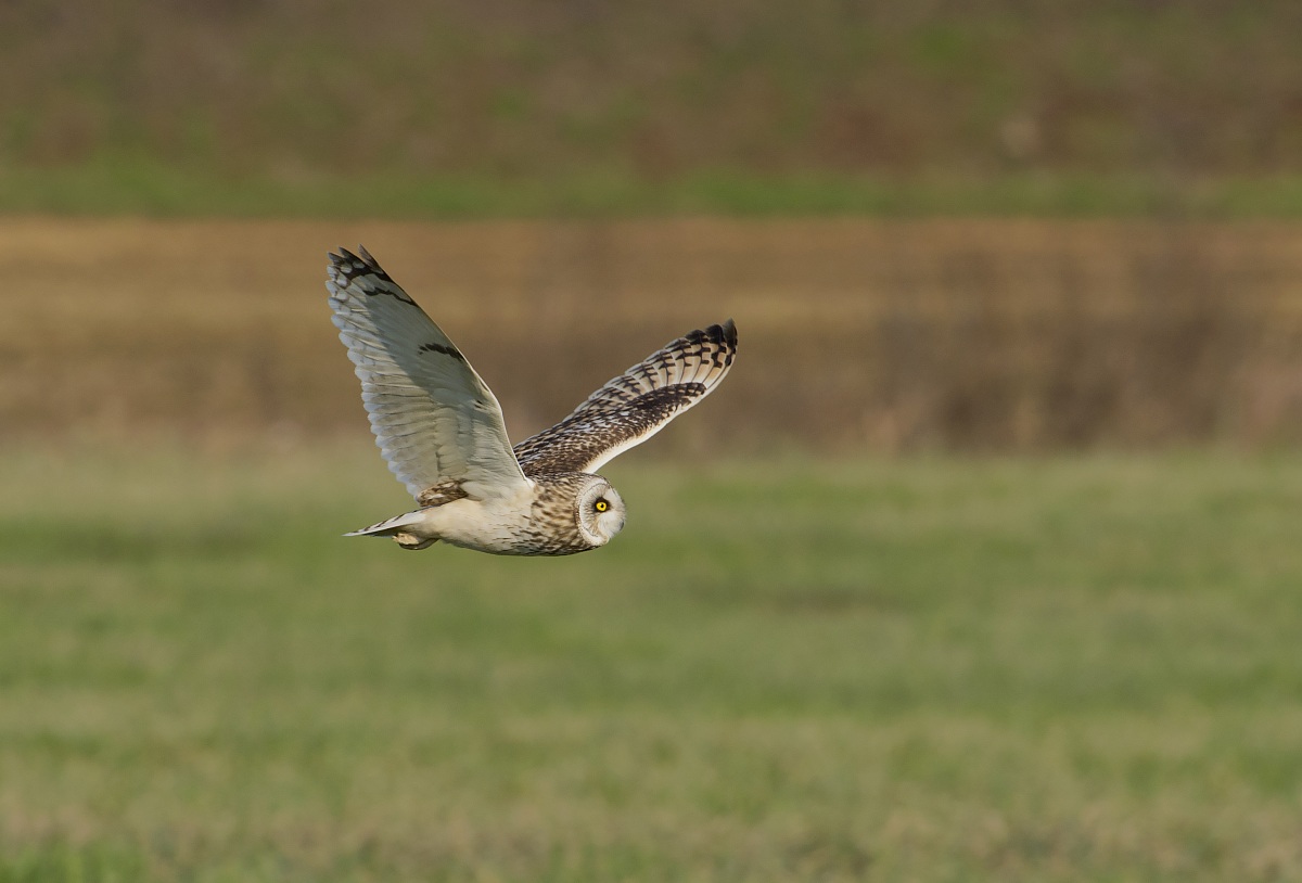 short-eared owl