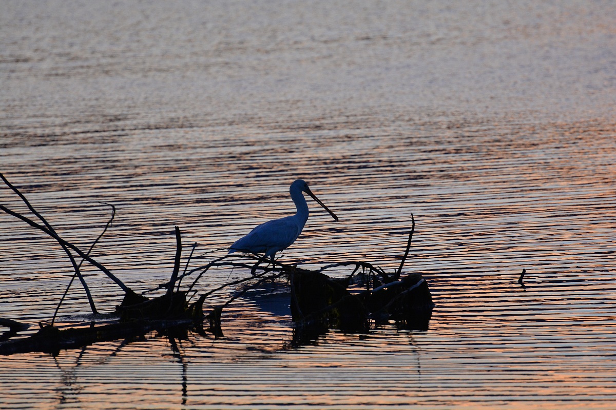 Platalea Leucorodia (Spatola)