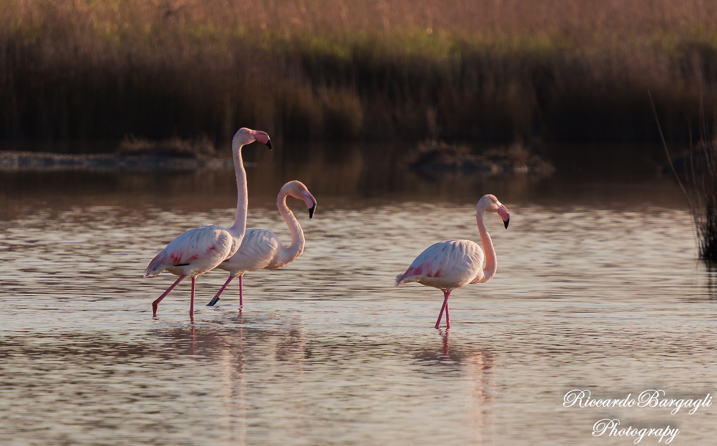 Flamingos in the early hours of dawn
