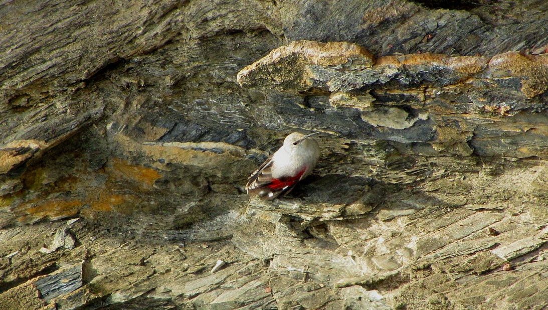 The Fugitive of the cliff