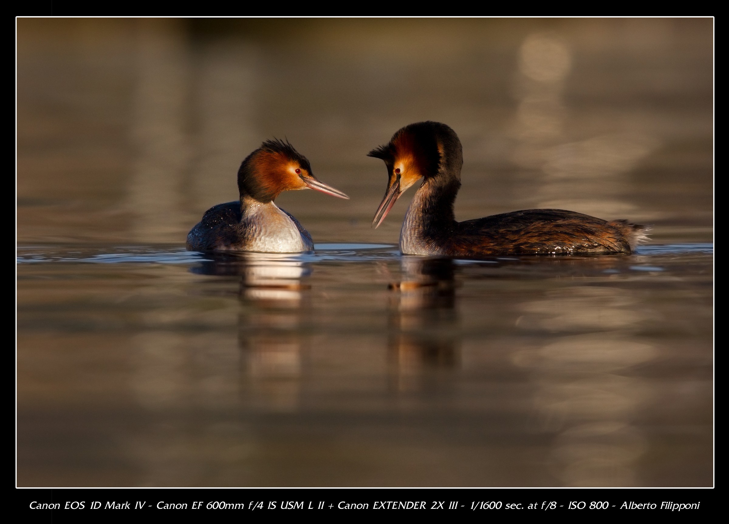 Coppia di Svassi Maggiori