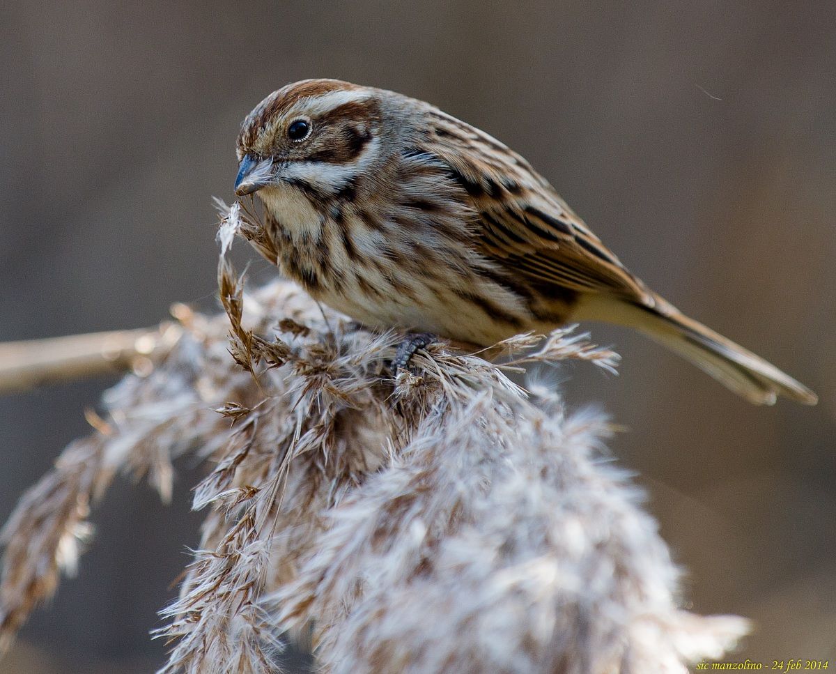 migliarino di palude