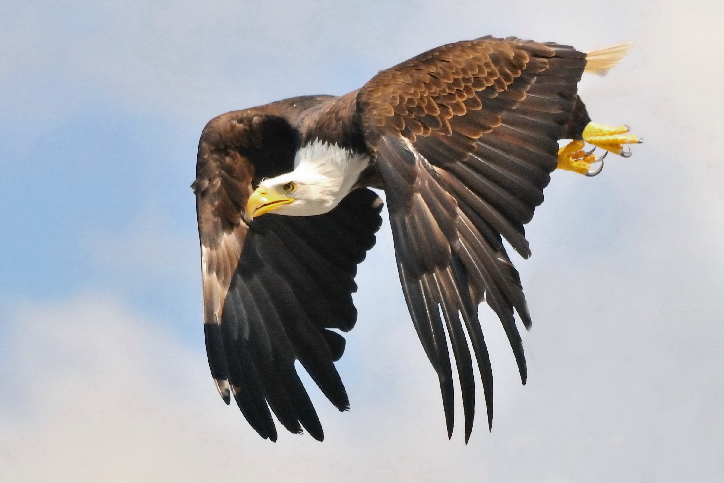 Aquila di mare testabianca