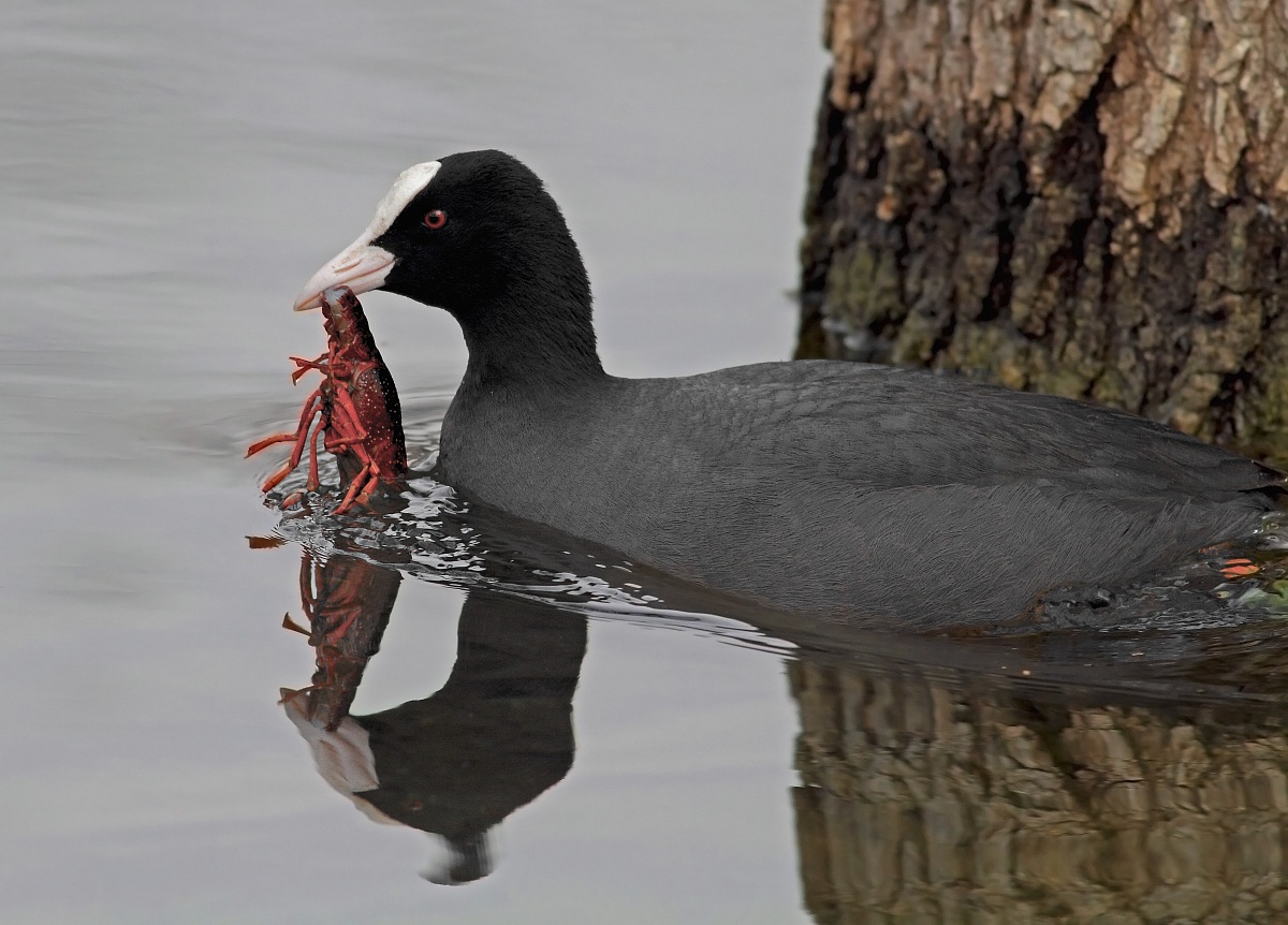 coot with crayfish