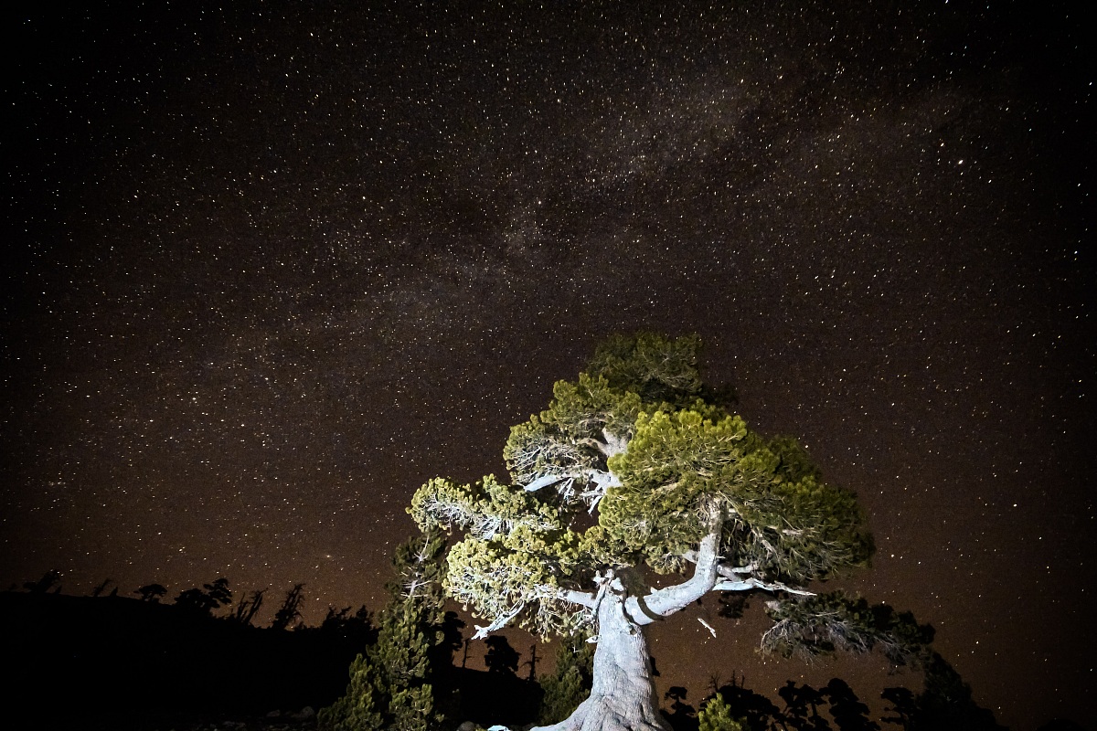 Pine Loricato with views of the Milky Way