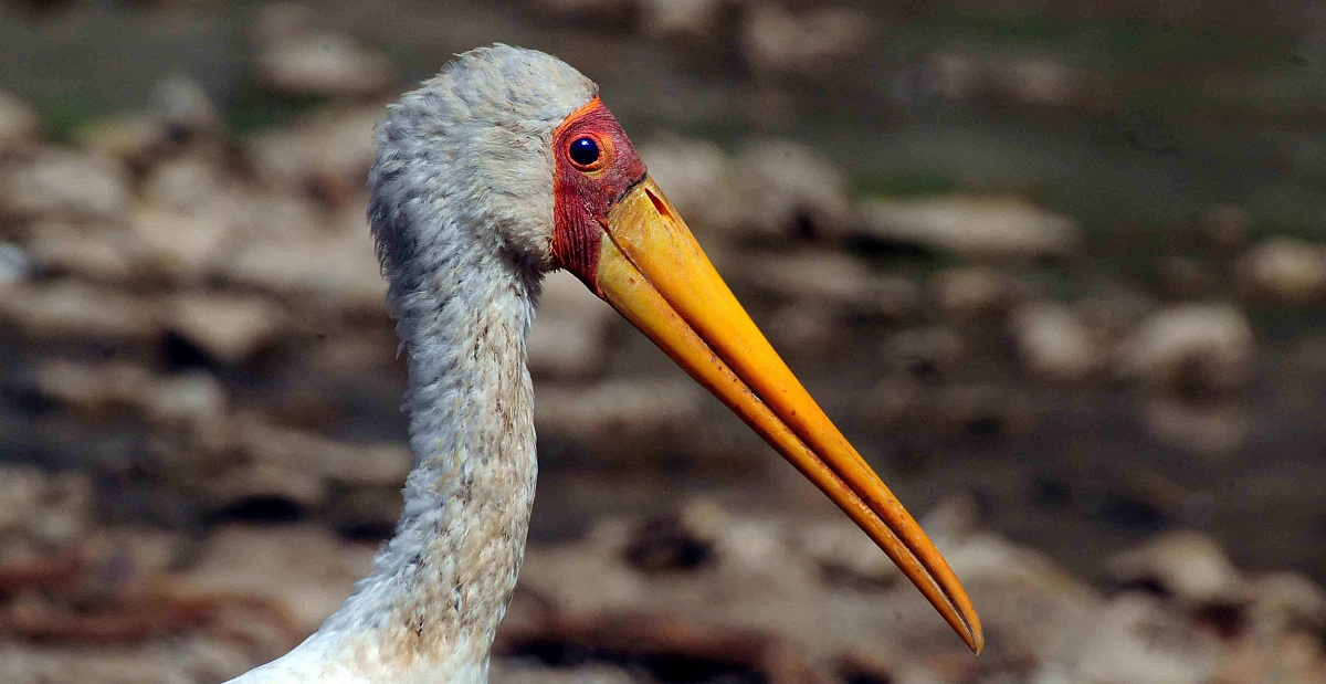 Mycteria ibis