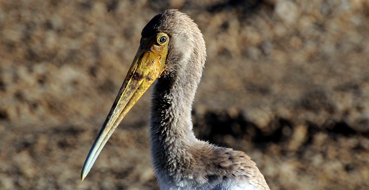 Mycteria ibis imm.