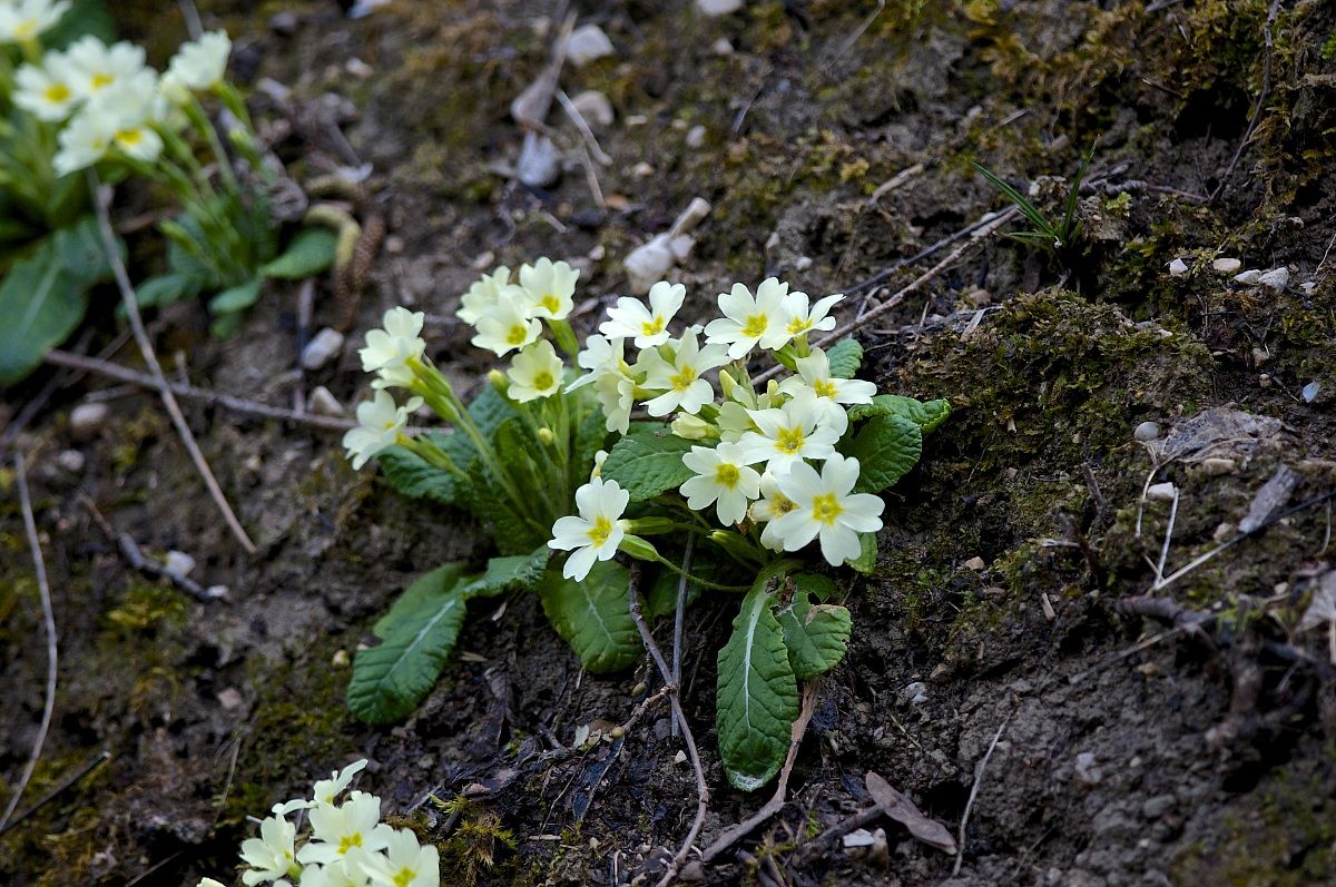 Spring in the undergrowth!