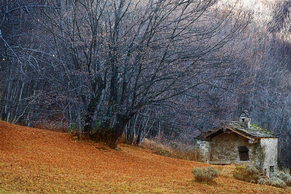Il forno e il vecchio faggio