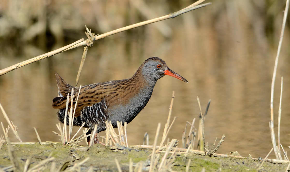 porcilione sulla riva