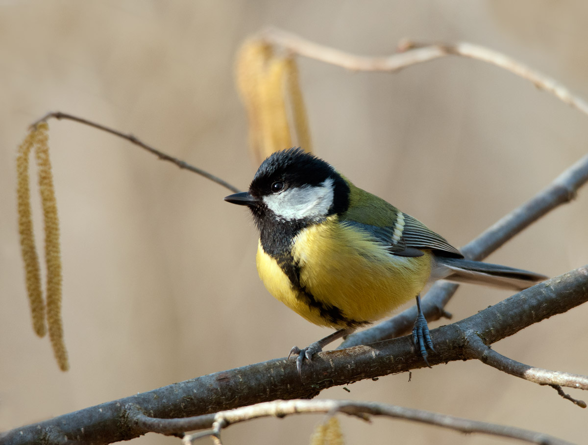 Titmouse on branch of hazel