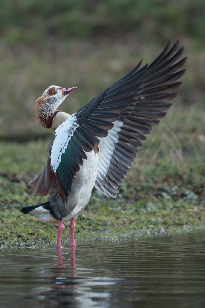 Egyptian Goose