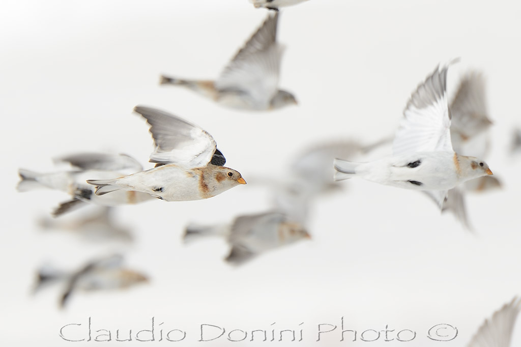 Snow buntings in flight