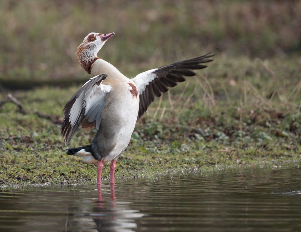 Egyptian goose