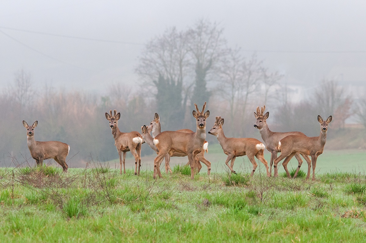 Caprioli nella foschia