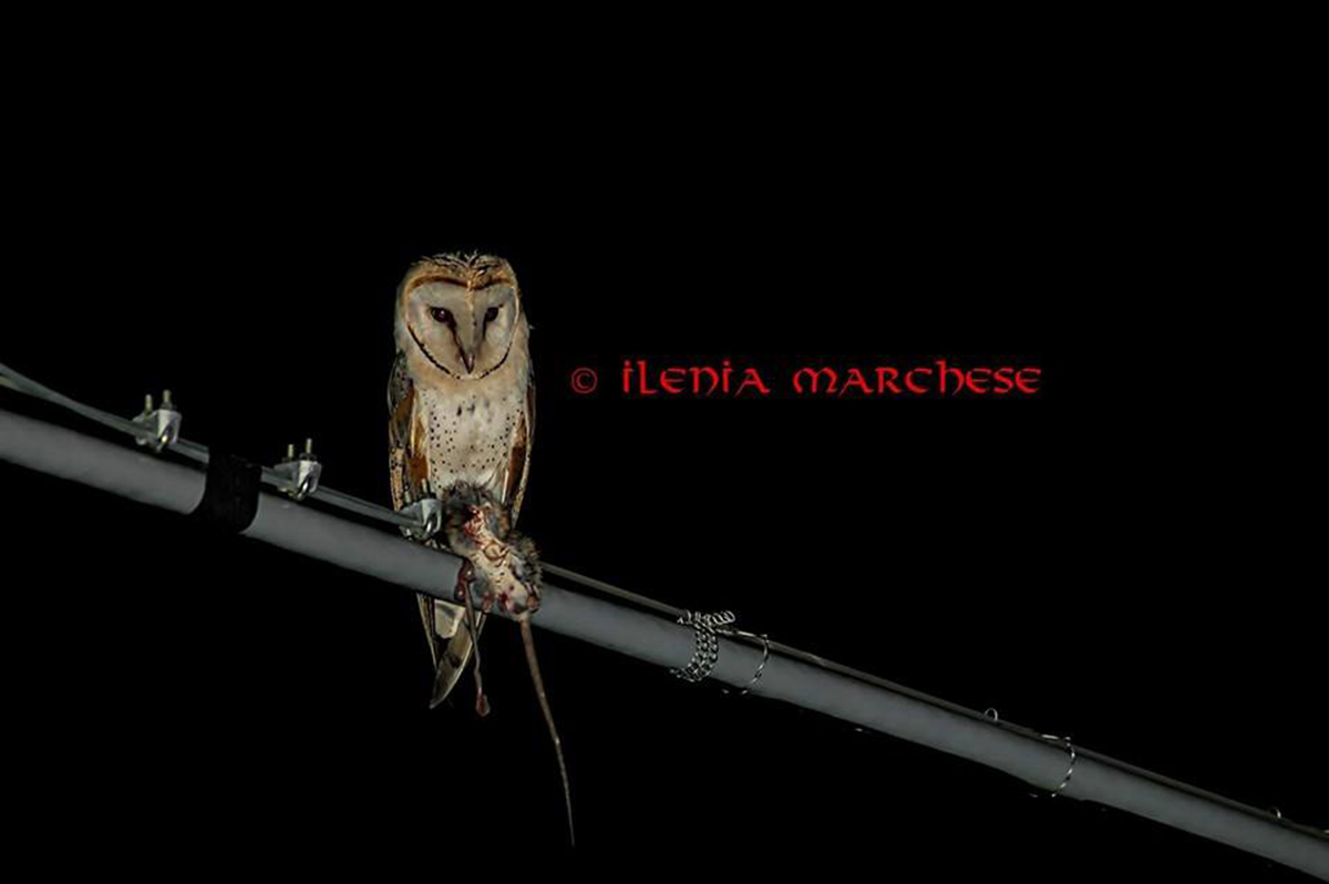 Barbagianni con preda