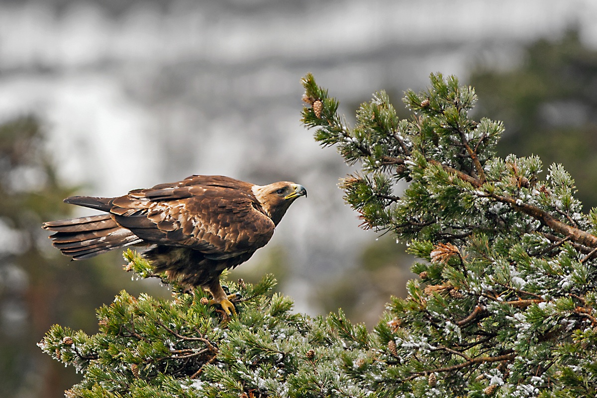 Golden Eagle ... in the depths of the Stura Valley